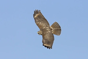 Red-shouldered Hawk - immature bird calling in flight during fall migration Red-shouldered Hawk - immature bird calling in flight during fall migration