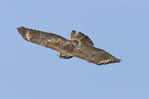 Red-shouldered Hawk - immature bird calling in flight during fall migration - October in Connecticut - USA