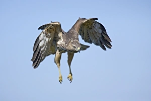 Images Dated 30th September 2007: Red-shouldered Hawk - immature bird on CT ridge in September. USA