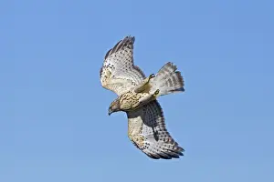 From Below Prints: Red-shouldered Hawk - immature bird in flight during fall migration - October in Connecticut - USA