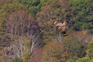Images Dated 5th October 2011: Red-shouldered Hawk - Immature in flight during