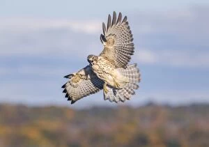 Red-shouldered Hawk - immature in flight - October