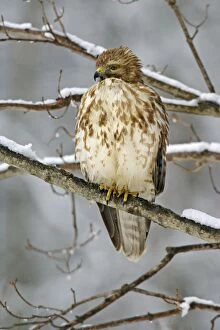 Buteo Lineatus Gallery: Red-shouldered Hawk - immature plumage in winter - March