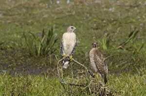 Red-Shouldered Hawk - pair Lake Kissimee, florida, USA BI001355