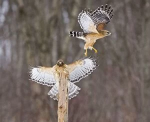 Red-shouldered Hawk - paired adults. Female landing, male taking off