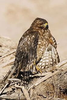Red-shouldered Hawk - wet after hunting in shallow water