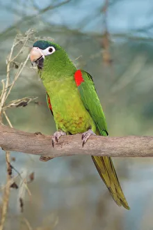 Images Dated 15th July 2005: Red-shouldered Macaw - aka. Hahn's Macaw Guianas, E. Venezuela, E. Brazil
