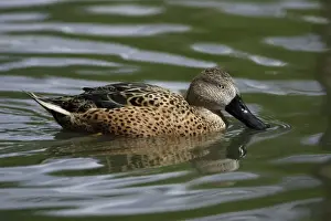 Shoveler Prints: Red Shoveler-swimming on lake, Washington WWT, Tyne and Wear