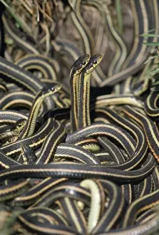 Red-sided Garter Snake