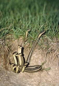 Red-sided Garter Snake - emerging from den