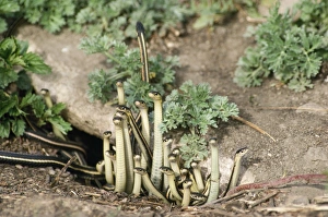 Images Dated 8th August 2007: Red-sided Garter Snake - emerging from hibernation