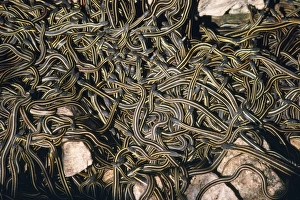 Images Dated 8th August 2007: Red-sided Garter Snake - in large den