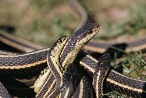 Images Dated 28th June 2007: Red-sided Garter Snake - males (small) courting female (large)