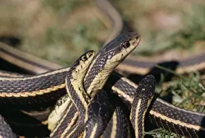 Red Sided Prints: Red-sided Garter Snake - males (small) courting female (large)
