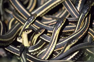 Red Sided Prints: Red-sided Garter SnakeS - in small den