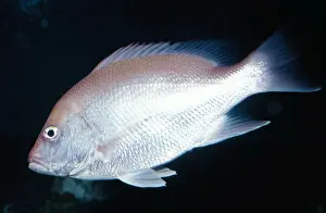 Red Snapper KEL 44 Gulf coast of USA and Mexico Lutjanus campechanus © Ken Lucas / ARDEA LONDON