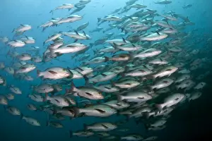 Edible Prints: Red Snapper - school - Red Sea