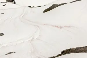 Algae Prints: Red snow, / Watermelon snow, caused by unicellular algae (Chlamydomonas nivalis)