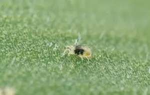 Red Spider Mite Nymph