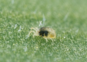Images Dated 11th November 2010: Red Spider MITE - nymph