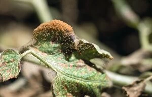 Images Dated 5th August 2011: Red Spider Mites - infestation on tomato plant
