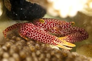 Images Dated 16th December 2008: Red-spotted Guard Crab