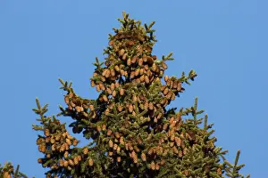 Cones Prints: Red spruce