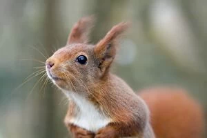 Images Dated 19th January 2013: Red Squirrel
