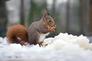 Images Dated 18th January 2013: Red Squirrel