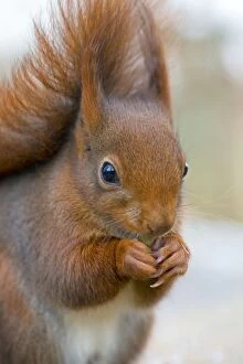 Images Dated 19th January 2013: Red Squirrel