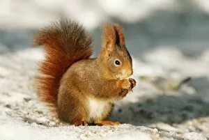 Images Dated 14th July 2004: Red Squirrel