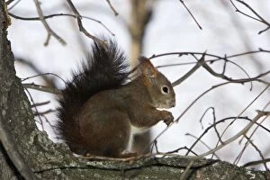 Images Dated 30th January 2005: Red Squirrel