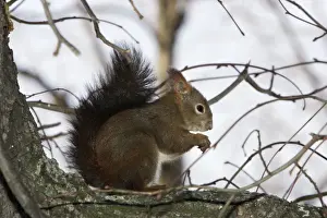 Red Squirrel