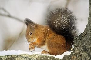Images Dated 7th September 2006: Red Squirrel