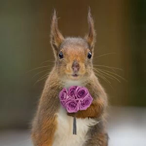 Bouquet Gallery: Red Squirrel