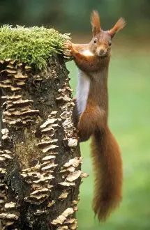 Red Squirrel