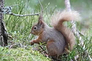 Images Dated 18th February 2008: RED SQUIRREL