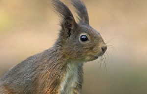 Images Dated 31st January 2006: Red squirrel - Adult