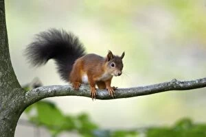 Images Dated 20th October 2007: Red Squirrel - alert on branch
