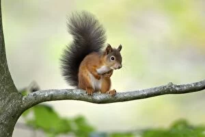 Images Dated 20th October 2007: Red Squirrel- alert on branch