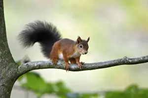Red Squirrel- alert on branch, Northumberland, England