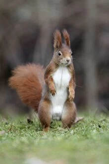 Red Squirrel - alert on garden lawn