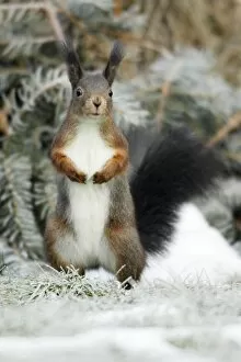 Red Squirrel - alert on garden lawn in winter