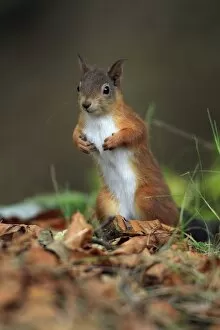 Images Dated 23rd October 2007: Red Squirrel - alert on the ground, Northumberland, England
