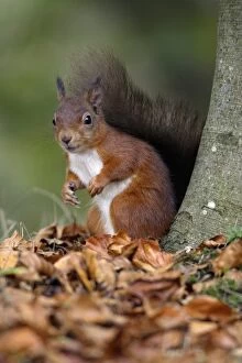 Red Squirrel - alert on the ground beside tree stem