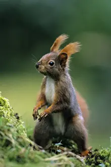 Red Squirrel - on alert Lower Saxony, Germany