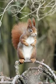 Red Squirrel - alert, sitting on shrub in garden