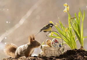 Images Dated 24th March 2021: Red Squirrel with a basket with eggs and great tit