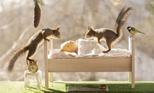 New Images March 2022 Collection: Red Squirrel on a bed with a doll