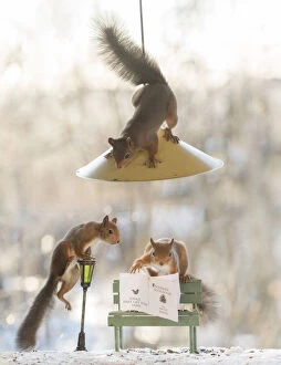 Cable Gallery: Red Squirrel on bench under a burning lamp     Date: 11-11-2021